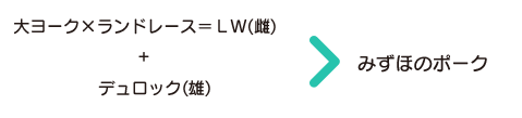 大ヨーク×ランドレース＝ＬＷ(雌)+デュロック(雄)→みずほのポーク